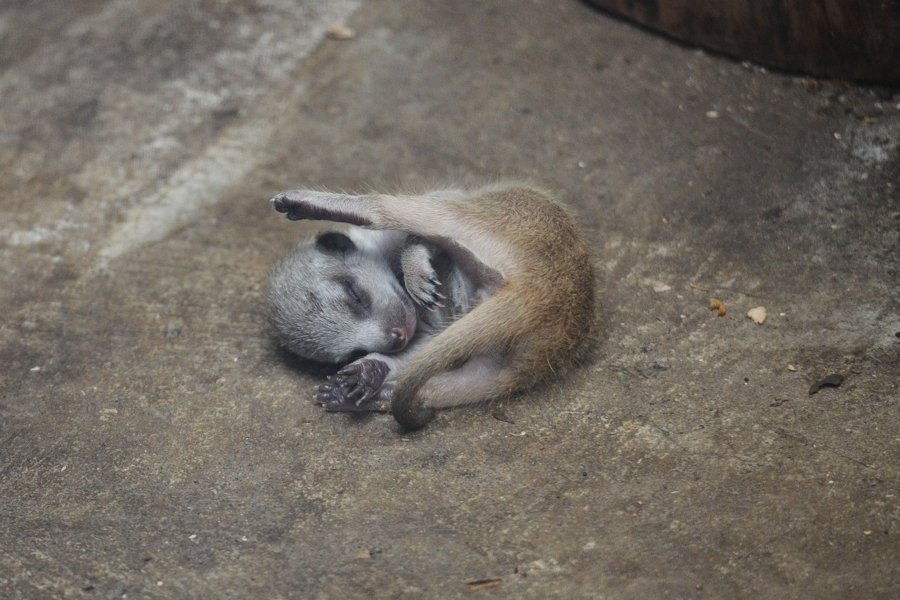 sabiaspalavras.com - Suricata bebé faz as delícias dos internautas numa sessão fotográfica adorável