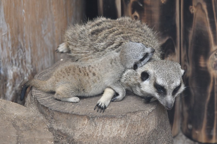 sabiaspalavras.com - Suricata bebé faz as delícias dos internautas numa sessão fotográfica adorável