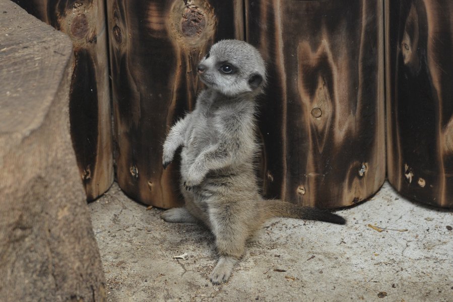 sabiaspalavras.com - Suricata bebé faz as delícias dos internautas numa sessão fotográfica adorável