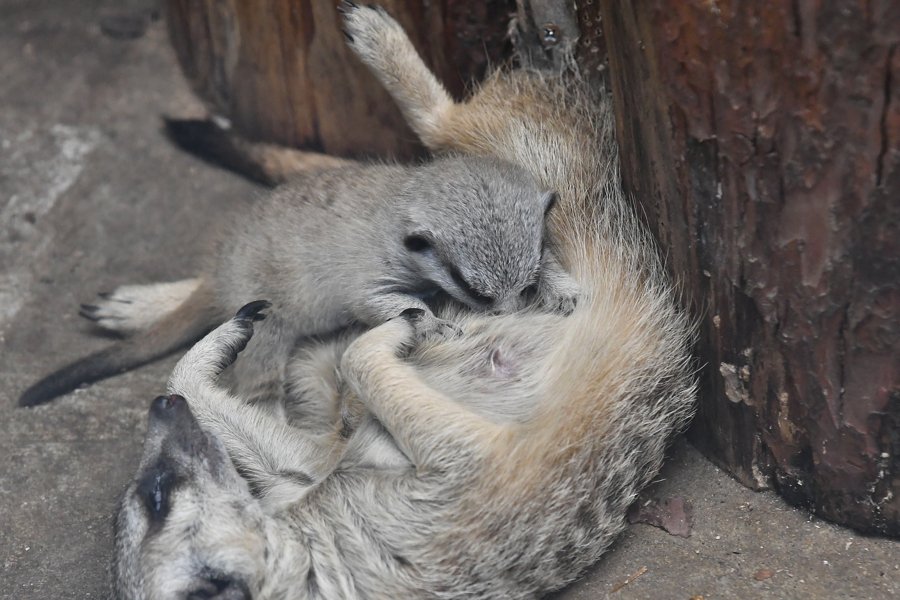 sabiaspalavras.com - Suricata bebé faz as delícias dos internautas numa sessão fotográfica adorável