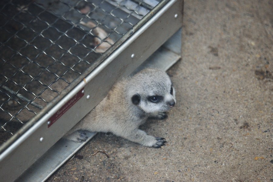 sabiaspalavras.com - Suricata bebé faz as delícias dos internautas numa sessão fotográfica adorável