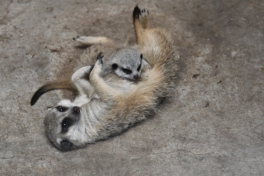 sabiaspalavras.com - Suricata bebé faz as delícias dos internautas numa sessão fotográfica adorável