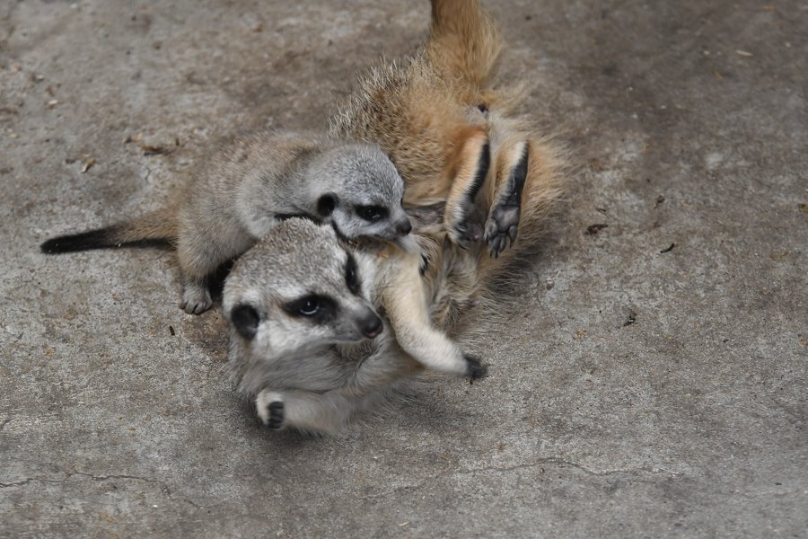 sabiaspalavras.com - Suricata bebé faz as delícias dos internautas numa sessão fotográfica adorável