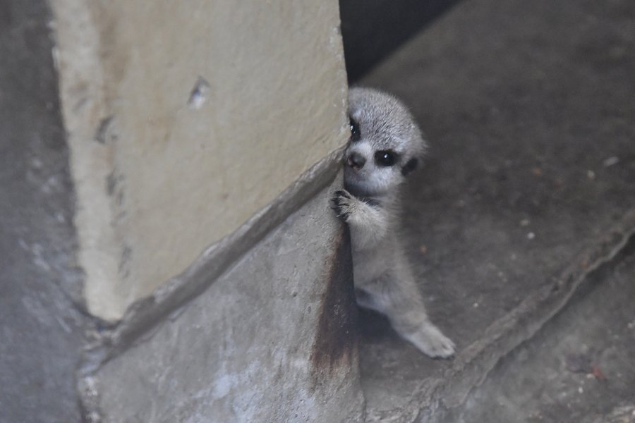 sabiaspalavras.com - Suricata bebé faz as delícias dos internautas numa sessão fotográfica adorável