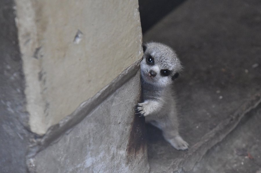 sabiaspalavras.com - Suricata bebé faz as delícias dos internautas numa sessão fotográfica adorável