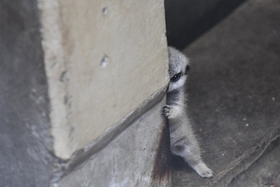 sabiaspalavras.com - Suricata bebé faz as delícias dos internautas numa sessão fotográfica adorável