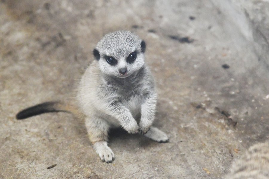 sabiaspalavras.com - Suricata bebé faz as delícias dos internautas numa sessão fotográfica adorável