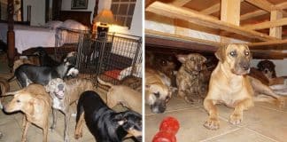 Mulher salva 97 cachorros durante furacão nas Bahamas ao abrigá-los na sua própria casa