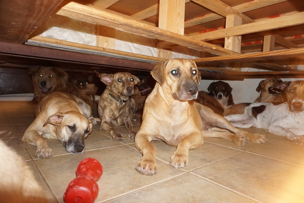 sabiaspalavras.com - Mulher salva 97 cachorros durante furacão nas Bahamas ao abrigá-los na sua própria casa
