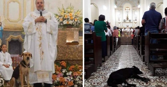 Padre brasileiro deixa que cães abandonados entrem na igreja para encontrarem novas famílias
