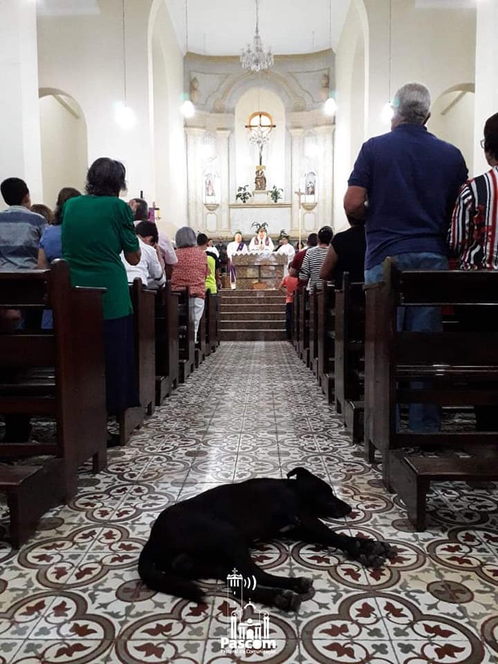 sabiaspalavras.com - Padre brasileiro deixa que cães abandonados entrem na igreja para encontrarem novas famílias