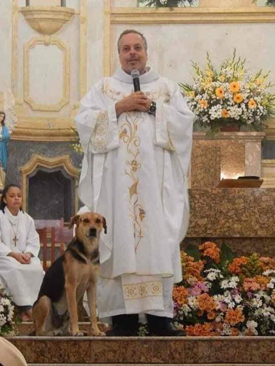 sabiaspalavras.com - Padre brasileiro deixa que cães abandonados entrem na igreja para encontrarem novas famílias