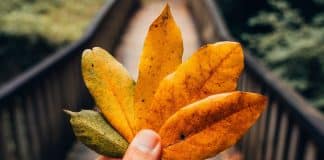Signos – Previsões para a semana de 25 de Novembro a 1 de Dezembro