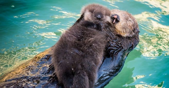 Mamãe lontra flutua com bebé no peito para o manter seguro e seco