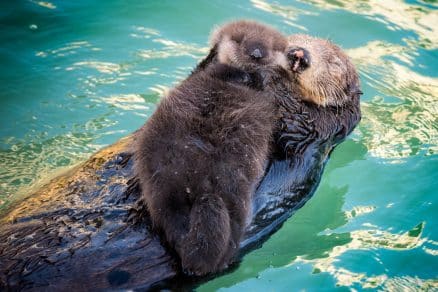 sabiaspalavras.com - Mamãe lontra flutua com bebé no peito para o manter seguro e seco