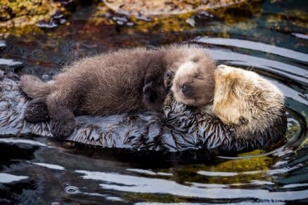 sabiaspalavras.com - Mamãe lontra flutua com bebé no peito para o manter seguro e seco