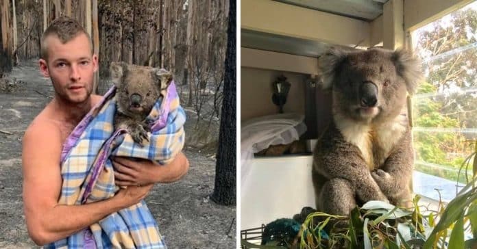 Jovem australiano arrisca a vida para salvar coalas de incêndio