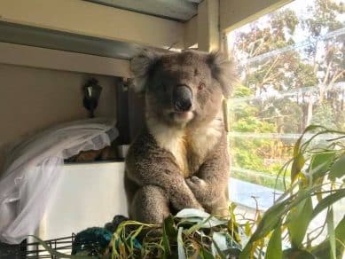 sabiaspalavras.com - Jovem australiano arrisca a vida para salvar coalas de incêndio