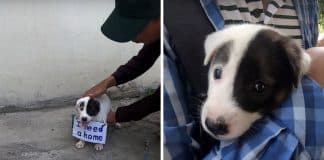 Cachorrinho com placa no pescoço a dizer “Preciso de um lar” é resgatado das ruas
