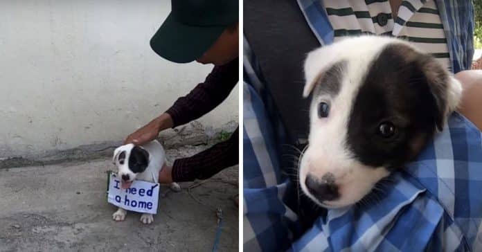 Cachorrinho com placa no pescoço a dizer “Preciso de um lar” é resgatado das ruas