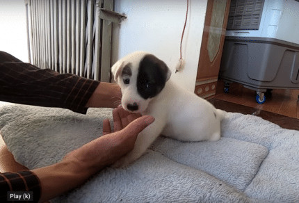 sabiaspalavras.com - Cachorrinho com placa no pesco&ccedil;o a dizer "Preciso de um lar" &eacute; resgatado das ruas