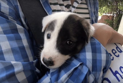 sabiaspalavras.com - Cachorrinho com placa no pescoço a dizer "Preciso de um lar" é resgatado das ruas