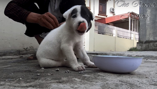 sabiaspalavras.com - Cachorrinho com placa no pesco&ccedil;o a dizer "Preciso de um lar" &eacute; resgatado das ruas
