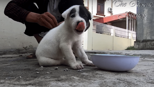 sabiaspalavras.com - Cachorrinho com placa no pescoço a dizer "Preciso de um lar" é resgatado das ruas