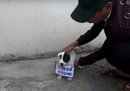 sabiaspalavras.com - Cachorrinho com placa no pesco&ccedil;o a dizer "Preciso de um lar" &eacute; resgatado das ruas