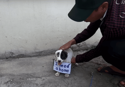 sabiaspalavras.com - Cachorrinho com placa no pescoço a dizer "Preciso de um lar" é resgatado das ruas