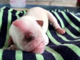 Cachorro nasce com apenas um olho e conquista as redes sociais