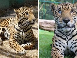 Onça pintada cega por caçadores ganha novo santuário