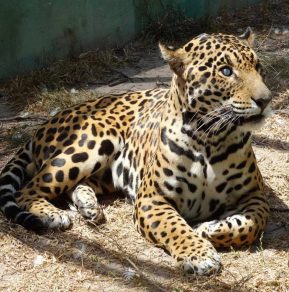 Onça pintada cega por caçadores ganha novo santuário sabiaspalavras.com - Onça pintada cega por caçadores ganha novo santuário