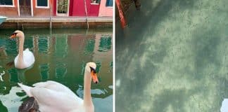 Água dos canais de Veneza limpa pela primeira vez em décadas