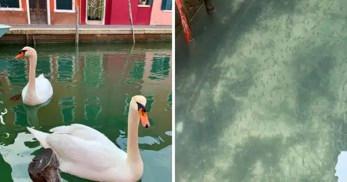 agua-dos-canais-de-veneza-limpa-pela-primeira-vez-em-decadas Água dos canais de Veneza limpa pela primeira vez em décadas