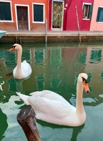 sabiaspalavras.com - Água dos canais de Veneza limpa pela primeira vez em décadas