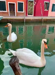 Água dos canais de Veneza limpa pela primeira vez em décadas sabiaspalavras.com - Água dos canais de Veneza limpa pela primeira vez em décadas