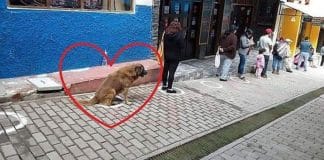 Cachorro dá exemplo ao entrar em fila e respeitar a distância social exigida em pandemia