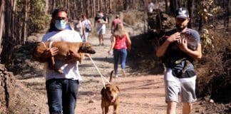 Centenas de pessoas se juntam para salvar cachorros presos em canil ilegal em chamas em Portugal