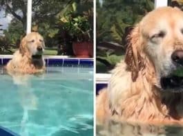 Golden Retriever adormece na piscina com a sua bola de ténis na boca e viraliza nas redes sociais