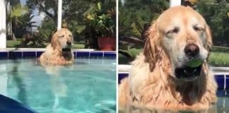 Golden Retriever adormece na piscina com a sua bola de ténis na boca e viraliza nas redes sociais