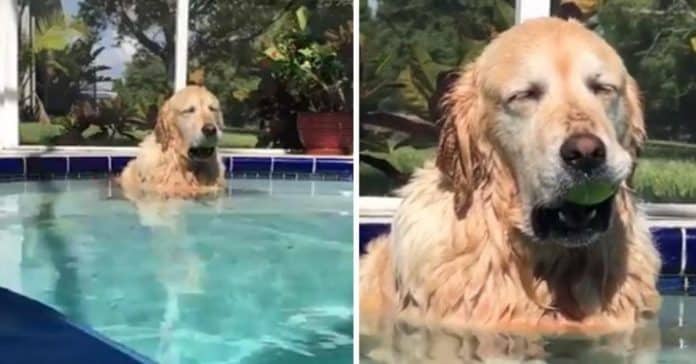 Golden Retriever adormece na piscina com a sua bola de ténis na boca e viraliza nas redes sociais