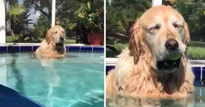 golden-retriever-adormece-na-piscina-com-a-sua-bola-de-tenis-na-boca-e-viraliza-nas-redes-sociais Golden Retriever adormece na piscina com a sua bola de ténis na boca e viraliza nas redes sociais