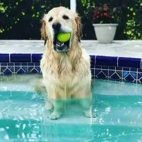 Golden Retriever adormece na piscina com a sua bola de ténis na boca e viraliza nas redes sociais sabiaspalavras.com - Golden Retriever adormece na piscina com a sua bola de ténis na boca e viraliza nas redes sociais