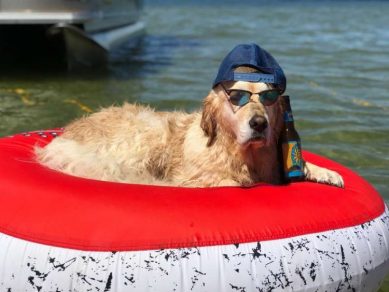 sabiaspalavras.com - Golden Retriever adormece na piscina com a sua bola de ténis na boca e viraliza nas redes sociais