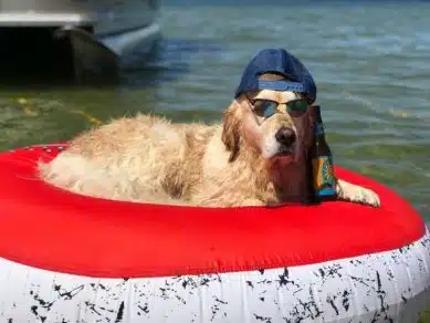 Golden Retriever adormece na piscina com a sua bola de ténis na boca e viraliza nas redes sociais sabiaspalavras.com - Golden Retriever adormece na piscina com a sua bola de ténis na boca e viraliza nas redes sociais