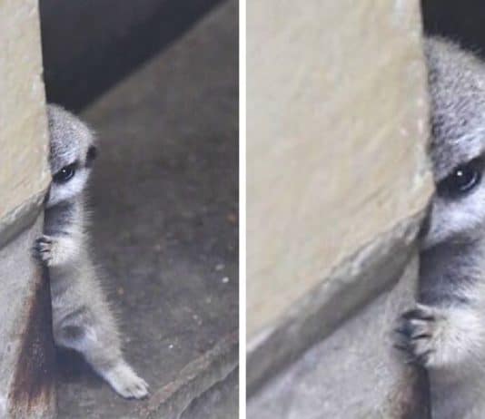 Bebê suricata fica tímido quando fotógrafo o pega escondido