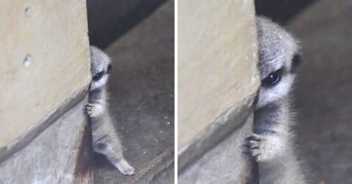 Bebê suricata fica tímido quando fotógrafo o pega escondido