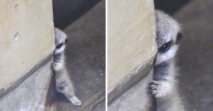bebe-suricata-fica-timido-quando-fotografo-o-pega-escondido Bebê suricata fica tímido quando fotógrafo o pega escondido