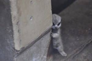 sabiaspalavras.com - Bebê suricata fica tímido quando fotógrafo o pega escondido